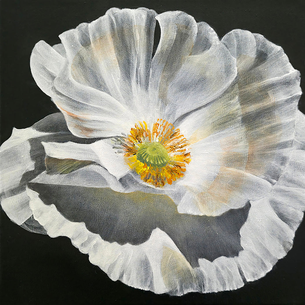 Close-up of a white poppy with a yellow center on a black background