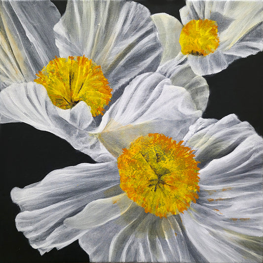 Close-up of white poppies with yellow centers against a black background
