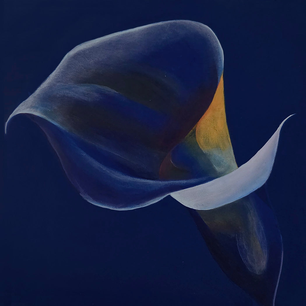 Blue calla lily flower against a dark blue background