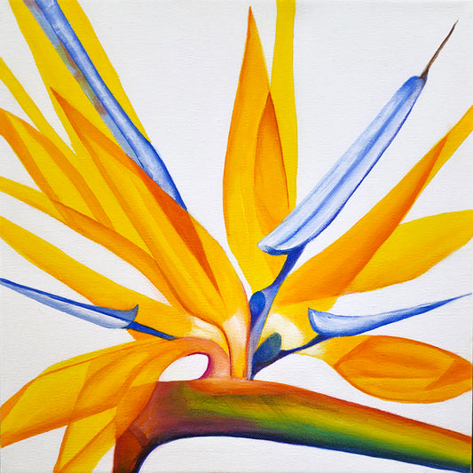 Close-up of a bird of paradise flower with yellow and blue petals on a white background